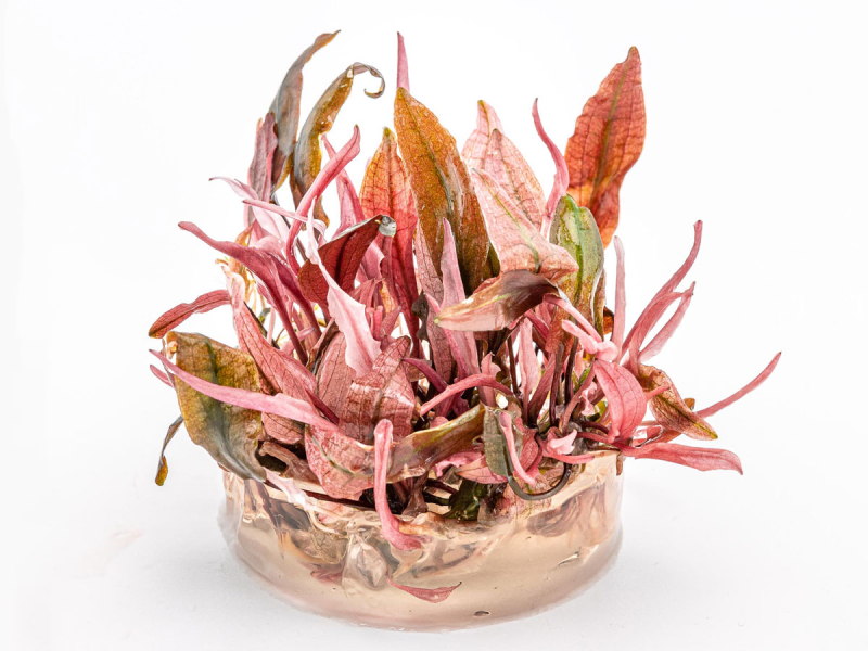 Preview: Flamingo Wasserkelch - Cryptocoryne spec. Flamingo in vitro